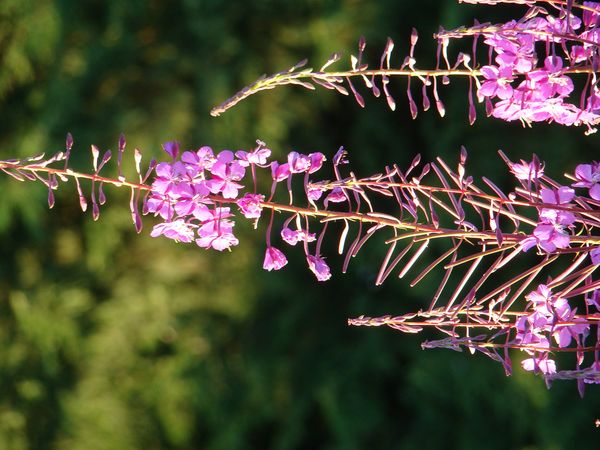 Purple Flowers.  210mm, f3.5, polarizer, dark back...