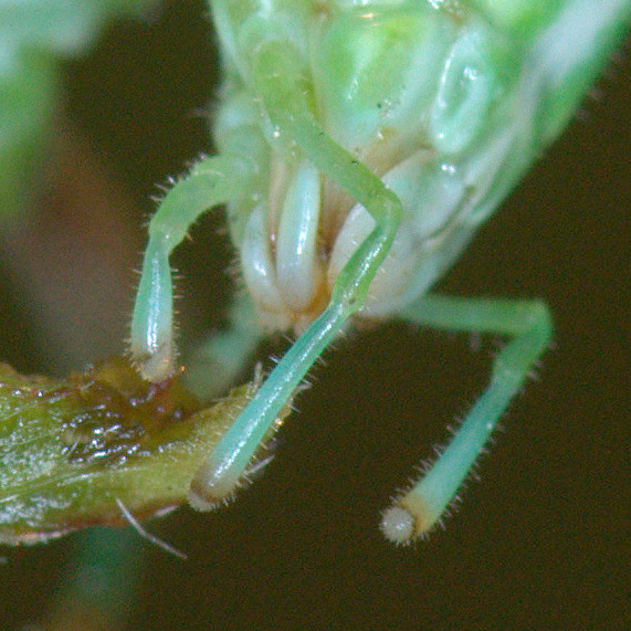 Katydid mouths were the prototype for the  "Predit...