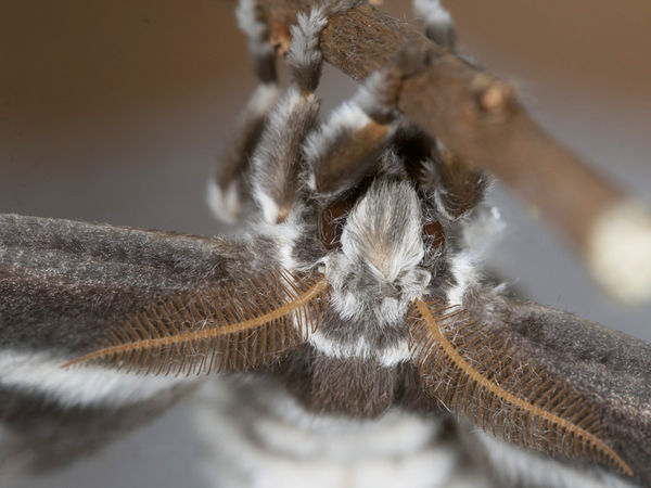 adult moth...
