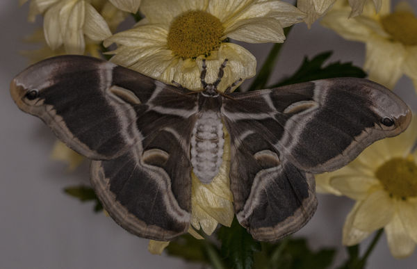 Samia Cynthia Female Moth...