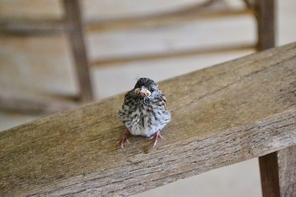 A lost baby bird on the porch!...