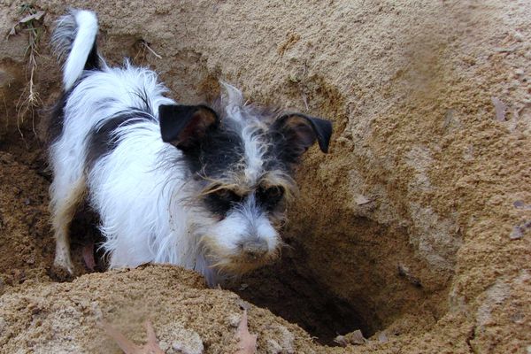 Catching Pookie digging a hole...