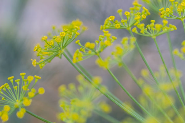 Dill flowers...