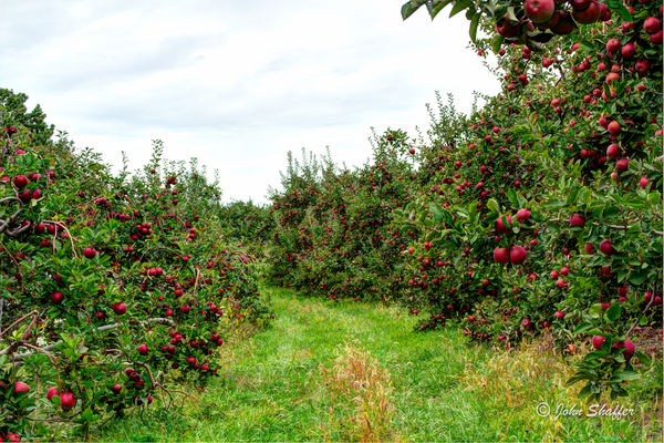 The Orchard...