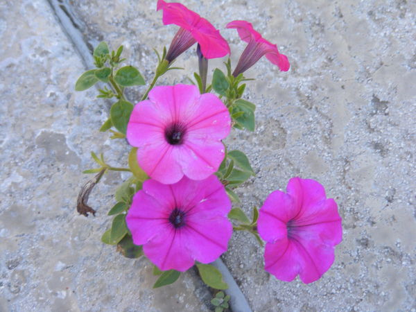 This Petunia is a survivor too, growing in a crack...
