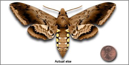 Sphinx Moth...