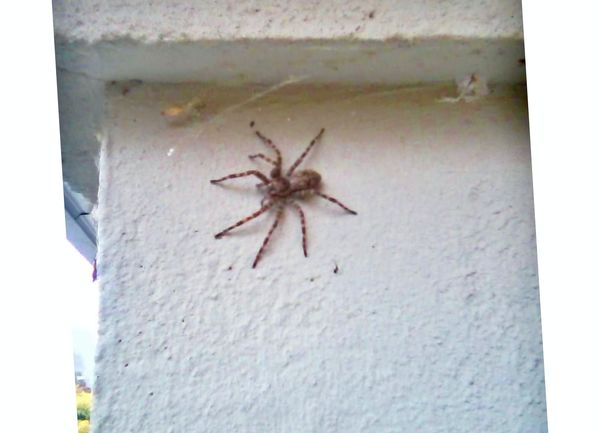 Spider 2...