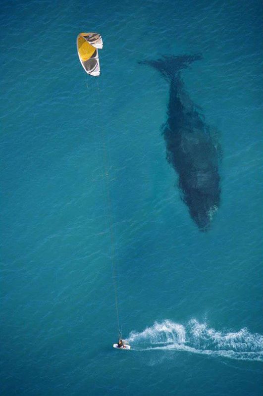 Whale...