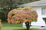 The Hydrangea Tree in Fall splendor...
