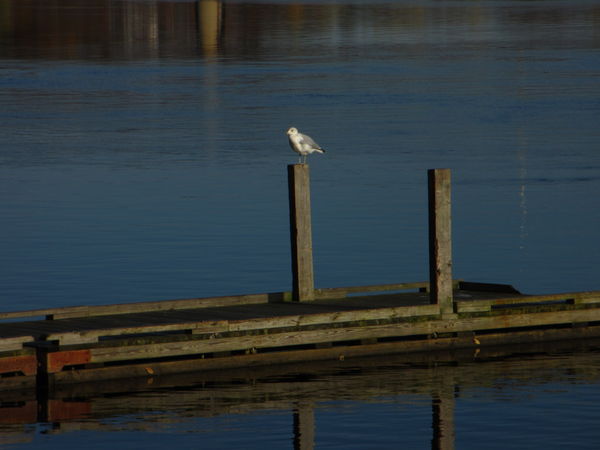 seagull perched by the riverside...