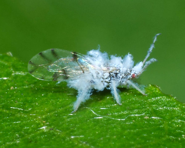Another one of the bugs that look like lint only a...