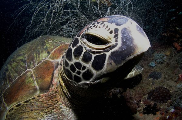 mugshot of giant sea turtle...
