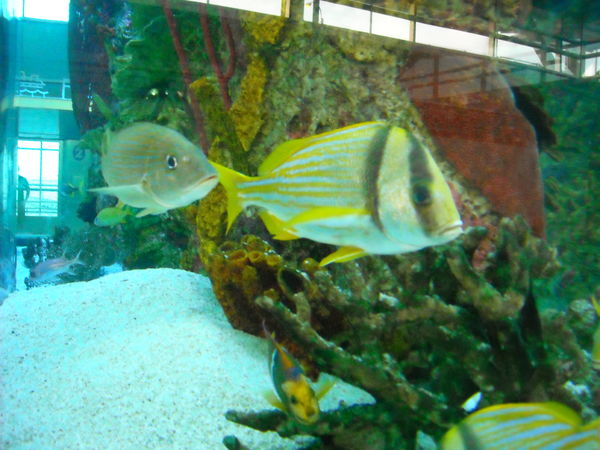 FISH tank in Staten Island Ferry Termial...
