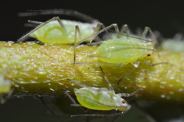 High magnification image of common aphids...