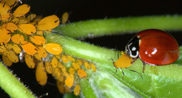 "No Spot" Lady beetle (Cycloneda sanguinea) dining...