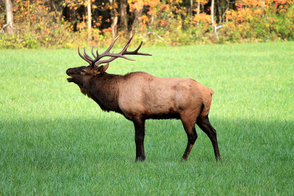 Elk in Cherokee NC: Just got back from vacation and had to post soem ...