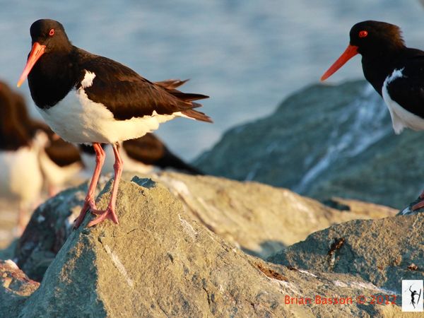 Pied Oystercatcher # 3 Pair - Mates for Life...