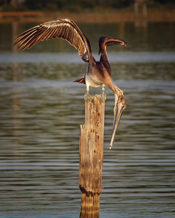 Juvenile Brown Pelican...