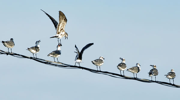 Laughing Gulls (but they're not laughing)...