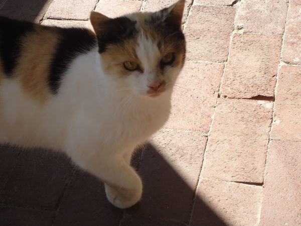 One of 2 feral cats I met there...