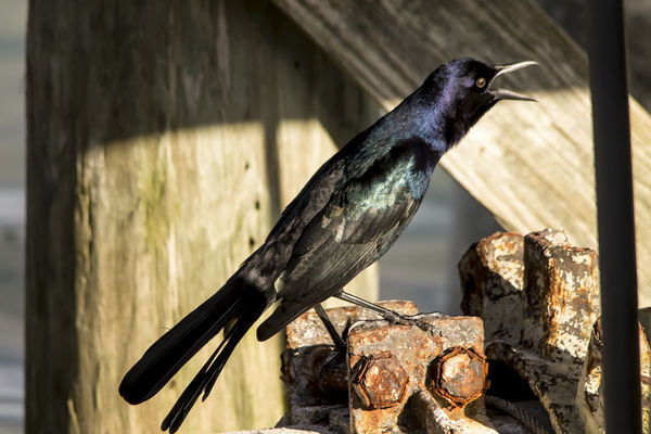 #1 Boat-tailed Grackle male...