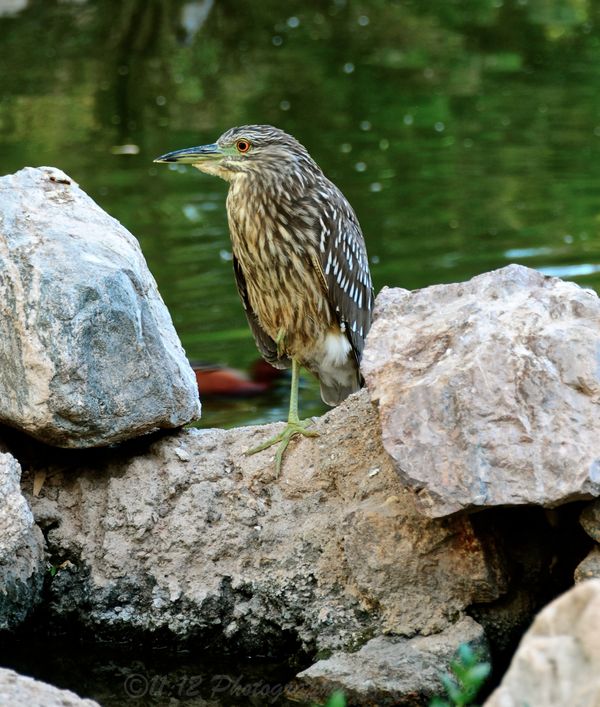 another one of the juvenile bc night heron...