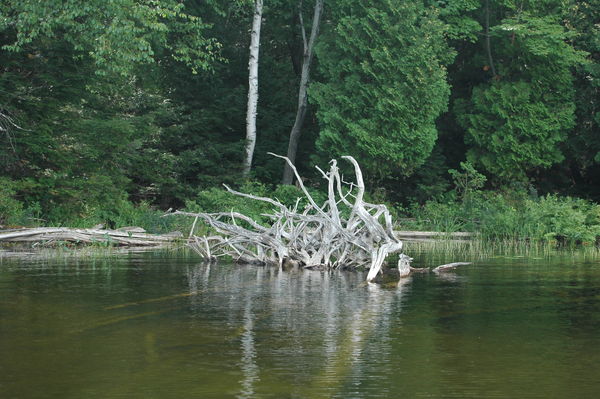 The old stump on the lakeshore...