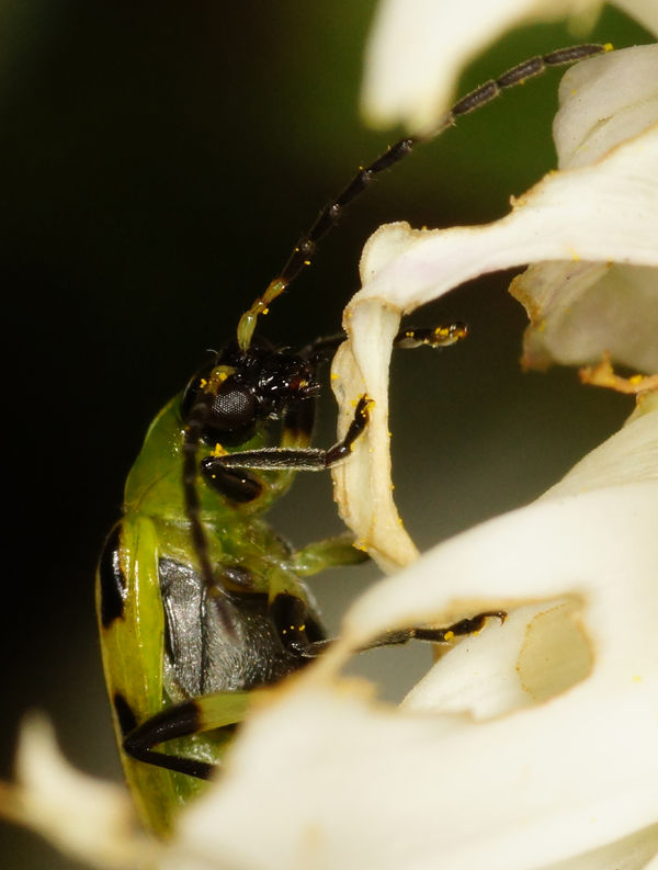 Green bug side shot close up...