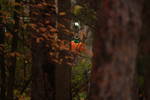 Neighbours Jack-o'-lantern from my backyard....