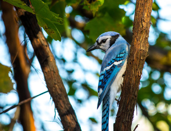 Bluejays are beautiful but quite agressive. This o...