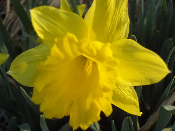 Birthday daffodil...