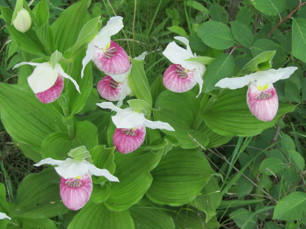 Showy Ladyslipper Group in the Wild...
