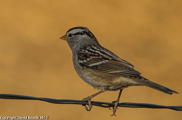 white-crowned sparrow adult male...