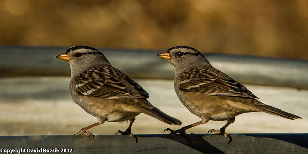 White-crowned Sparrows...