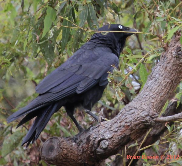 Torresian Crow...