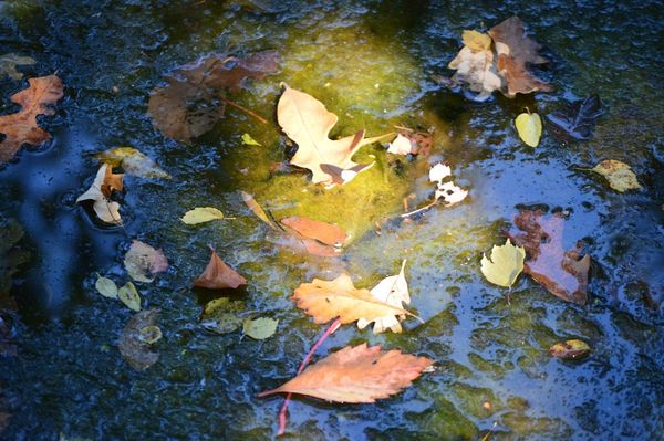 Leaves on water at Anderson Gardens...