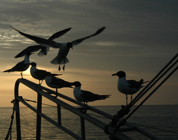 Sea Gulls at dusk...