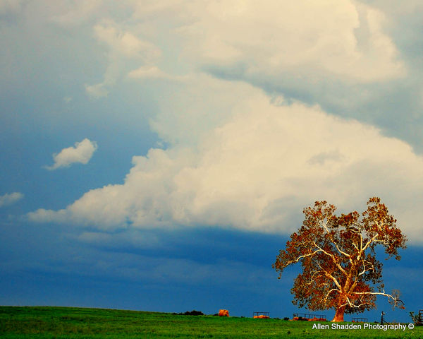 Found this lone tree in a field with a storm comin...