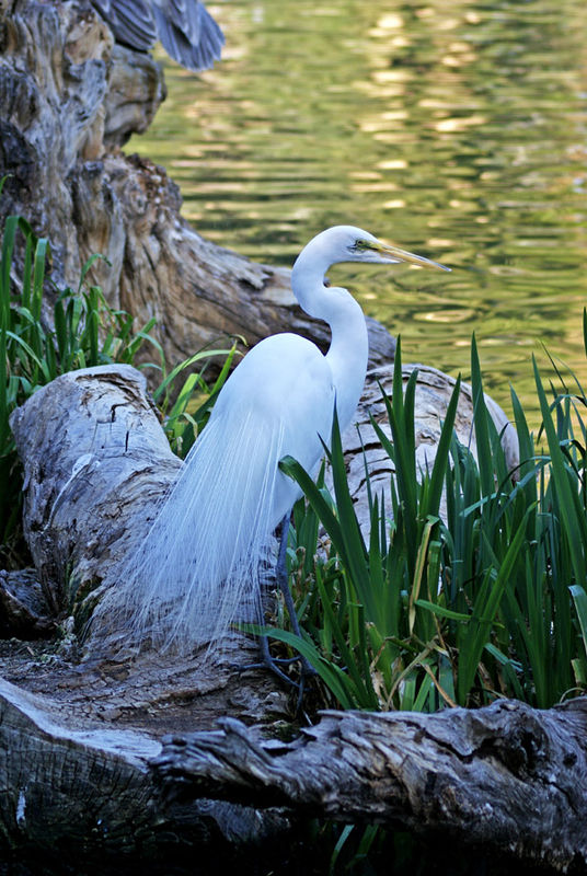 Great Egret in Breeding Plomage...