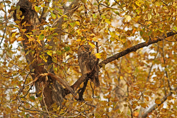 Lucky I spotted him! Great Horned Owl...