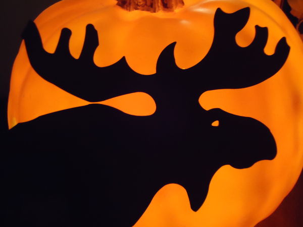 Moose & pumpkin...