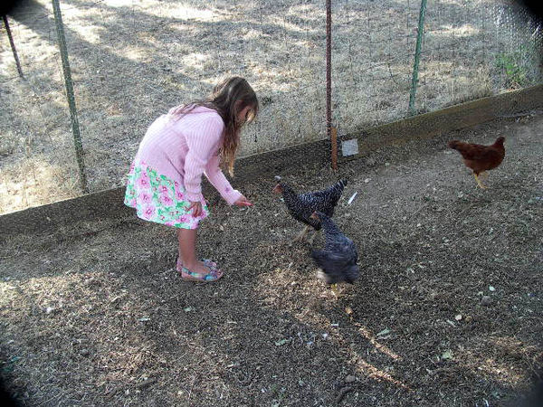 Grand Daughter with our Hens...