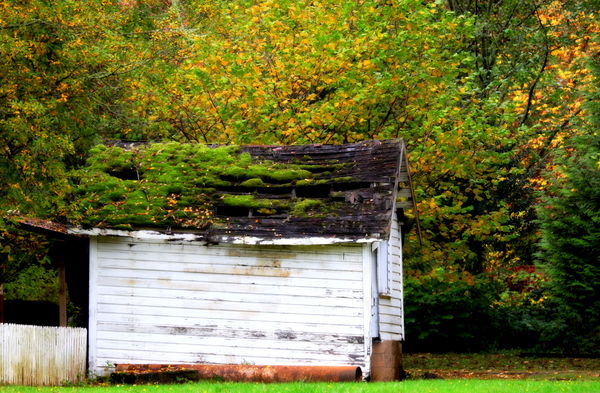 An old garden shed...