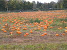 scouting the pumpkin patch for the perfect jack-o-...