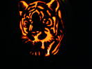 Tiger Pumpkin...
