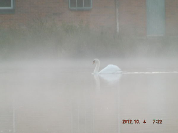 Morning Swan...