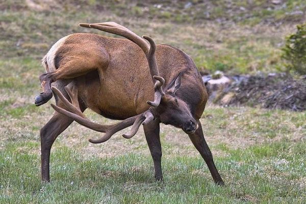 Why God gave Bull Elk horns...