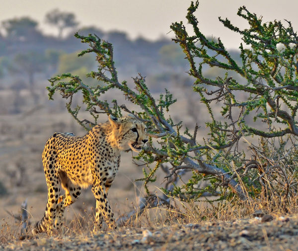 Cheetah-Botswana...