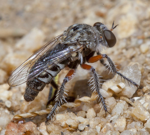 Could this be a Robber fly?...