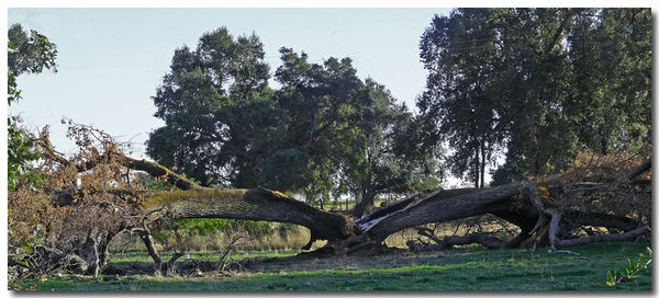 Mother nature splits an Oak...